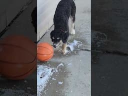 Dotty the bernedoodle soccer dog! #kidsvideo #trending #viralvideo