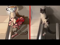 BRAINROT ANIMALS Heartwarming Moments In A Household With Cats And Dogs💖