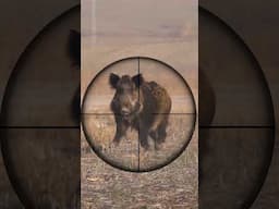 Epic Wild Boar Hunt 🐗 #hunting #hog #shorts