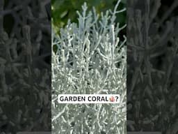 This Plant Looks Like Coral But Grows in Your Garden!