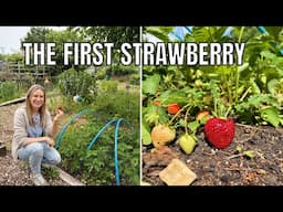 FIRST STRAWBERRY OF 2025! / ALLOTMENT GARDENING UK