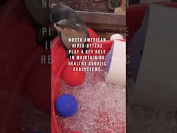 Happy World Otter Day! Did You Know This About River Otters?