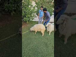 मोबे की शूटिंग 2025