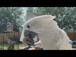 Smithfield cockatoo becomes therapy pet after cataracts surgery