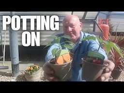 Potting On The Vegetable Plants [Container Gardening ]