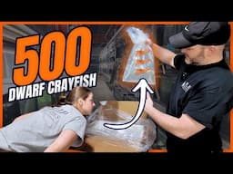 INSANE Crayfish Import – Unboxing 500 Crayfish [Shrimp Saturday]