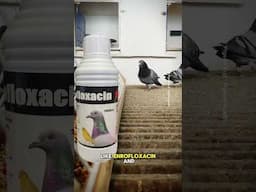 The Silent Killer especially during Winter and Molting - Paratyphoid