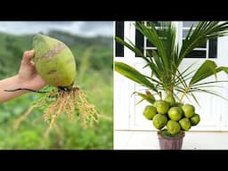 Just Garlic! Coconut Grows 999 Roots in Just 1 Night