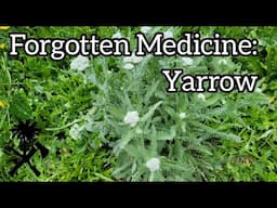 Forgotten Medicine: Yarrow