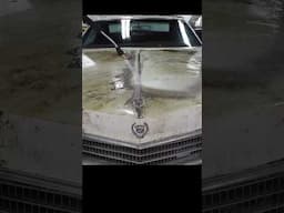 Abandoned Eldorado First Detail in Over 40 YEARS! 🚘💕 #BarnFind #detaildane #Eldorado #Satisfying