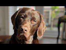 Pure Pet Food. Boomer our Chocolate Labradors transition journey to changing his diet. Day 1.
