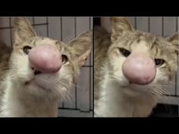 I Thought This Cat Got Stung By A Bee  But Then The Vet Screamed Oh MY GOD After Seeing The CT Scan