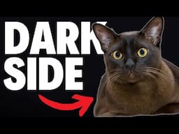 What NOBODY Tells You About Burmese Cats...