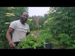 Planting Out Some Callaloo Suckers! Come Along With Us