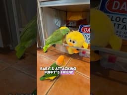 Baby is Attacking Puffy’s Friend! #parrots #funnyanimals #pets