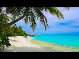 Tropical Island Jazz 🌴 Bossa Nova Instrumental in Beachfront Hideaway for Deep Relaxation & Peaceful