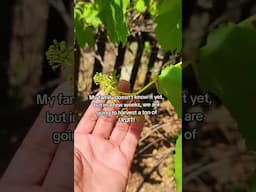 Fruiting trees! #gardening #garden #fruittrees #backyardgardening #backyardgardener #fruitplants #yt