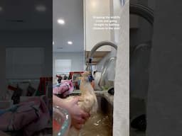 Bathing a silkie chicken in the sink