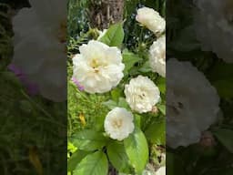 Become a membership subscriber now to watch my personal review of ‘little White Pet’#gardenerben