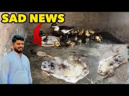 Another Big Lose 😭 Hamara Shazada No More | Punjabi Shok Vlogs