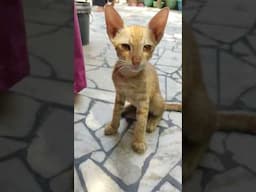 Hide and Seek#catshorts #cat #cats #vetsdiary #cutecats