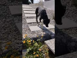water ambience on my gravel garden...
