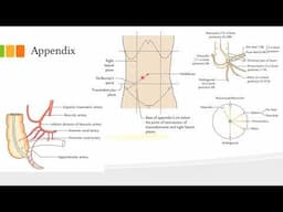 The gut tube Part 2