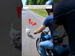 This biker found a stray puppy on the road and then...