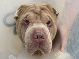 Entropion surgery in dog Noahs Ark Vets UK Kent 01622291510