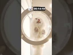 Cats VS Invisible Bowl
