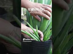 Removing pups and leaves of Aloe vera