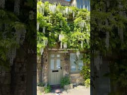 Wisteria season in the Cotswolds is magical #cotswold #england #wisteria