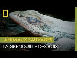 Cette grenouille se congèle littéralement pour survivre à l'hiver