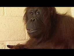 Monkey World’s Most Heartwarming Reunion (Animal Documentary)