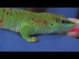 Rare and endangered geckos on display at new exhibit in East Williamsburg