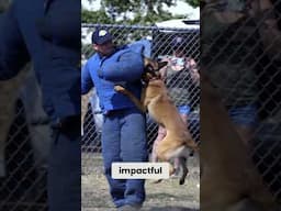 Unlocking the Science Behind Canine Biters