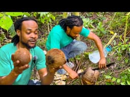 Skill in Removing Coconut From The Shell || What The Difference Between Coconut and Jelly MOST WATCH