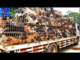 USA Vets Extract 450 Dogs From Korean Dog Meat Farm These Are The Missions of K9 Global Rescue
