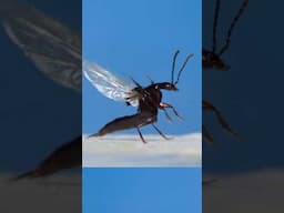 Rove beetles have nature’s most complex wings! #insects #science