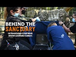 Ultrasound Confirms Snow Leopard Cub(s?) | Behind The Sanctuary
