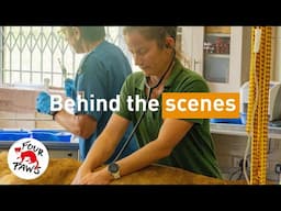 Behind The Scenes of a Lion Medical | FOUR PAWS South Africa | [SUBS]