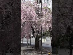 春の京都・佛光寺(2015年・手振れ注意) #shorts #kyoto #Japan