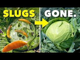 The Clever Way Smart Gardeners Eliminate Slugs