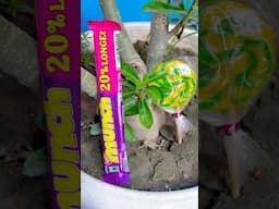 Munch Chocolate 🍫 & Yellow or Green Colour Lollipop 🍭 #lollipop #chocolate #shortsvideo #ytshorts