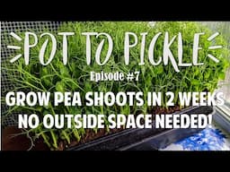 Grow Pea Shoots In 2 Weeks - No Outside Space Needed! 🌱 #PotToPickle Ep.7