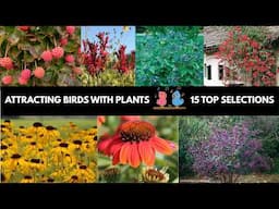 Attracting Birds to Your Yard - My Top 15 Plant Selections