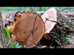 This Red Oak Was a MONSTER