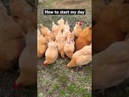 Chicken sounds have been shown to reduce anxiety and stress levels in humans #asmr #chickensound