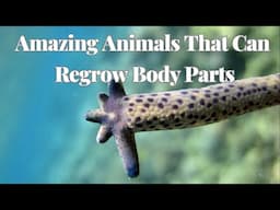 Amazing Animals That Regrow Their Lost Body Parts Naturally