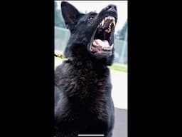 German Shepherd Bane Dual reactivity  boot camp over 3 weeks. a highly volatiile K9 Principally